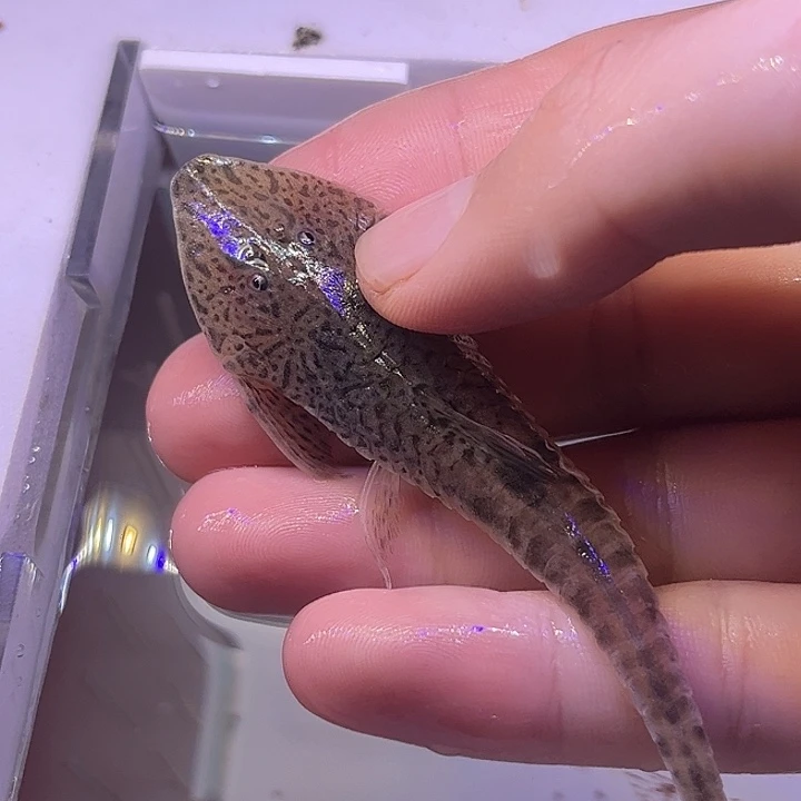 鼠鱼虎纹直升机一条