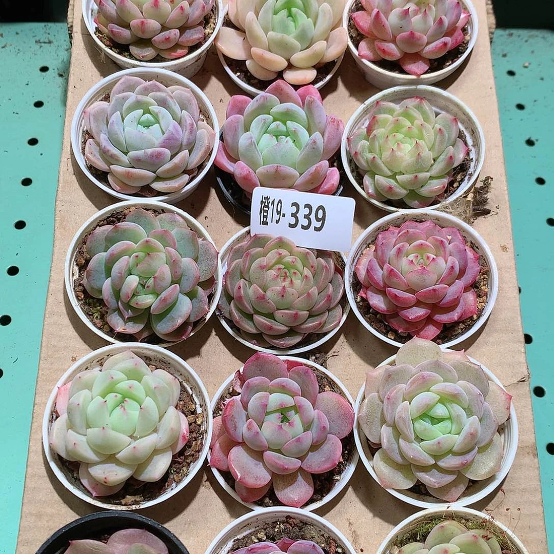 19-339一物一拍带盆18颗