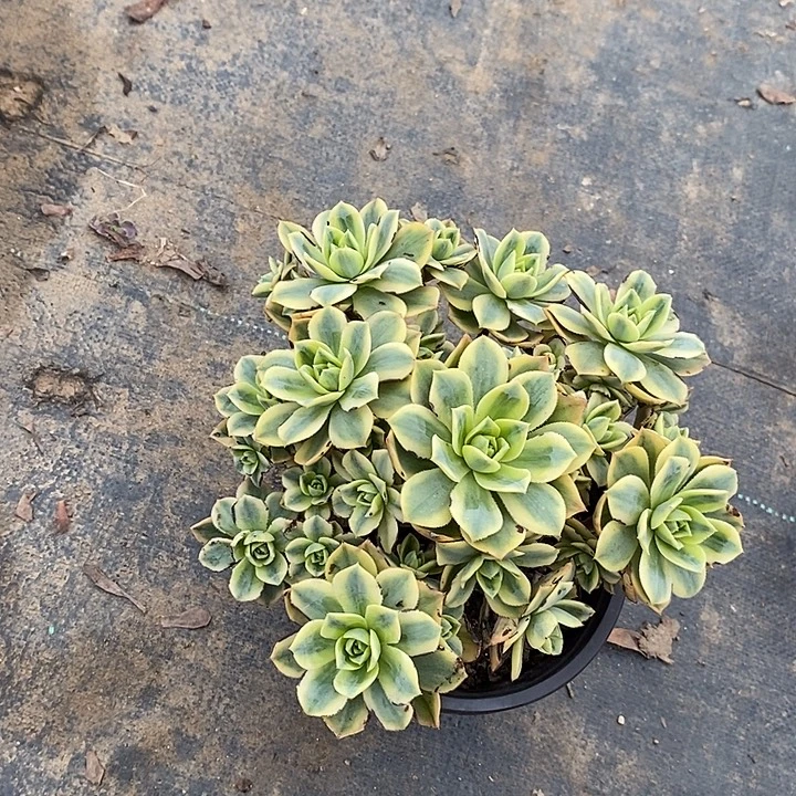星爆7多肉植物法师法师