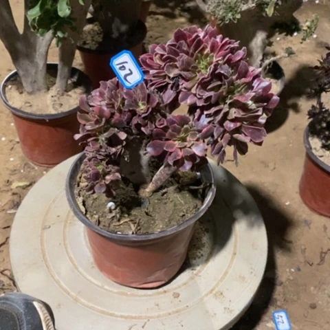 美杜莎缀一物一拍