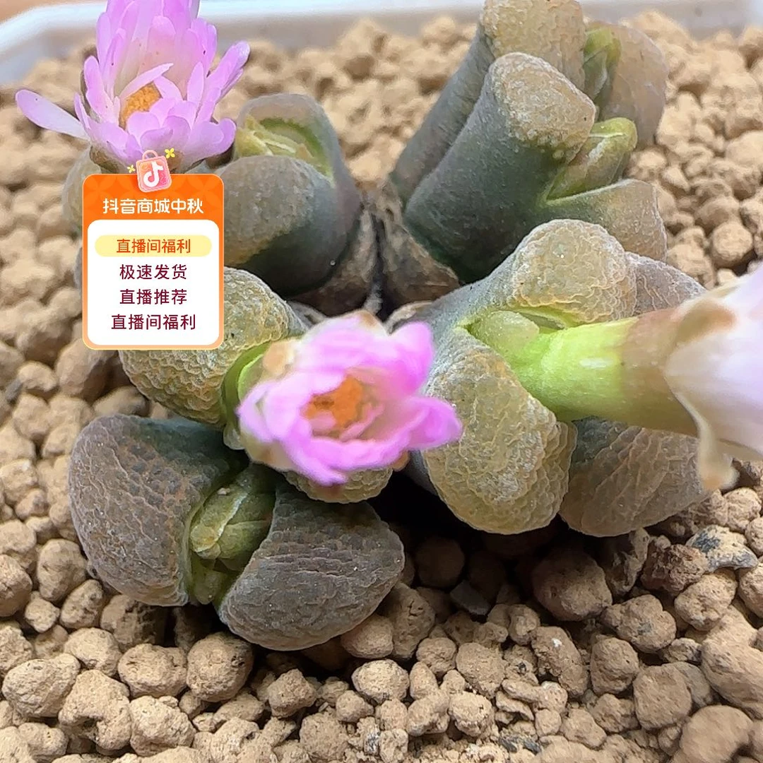 云朵风铃。     53455