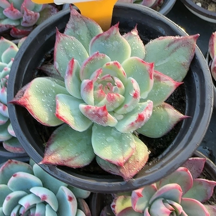 65 惊鸿仙子多肉植物6-9cm