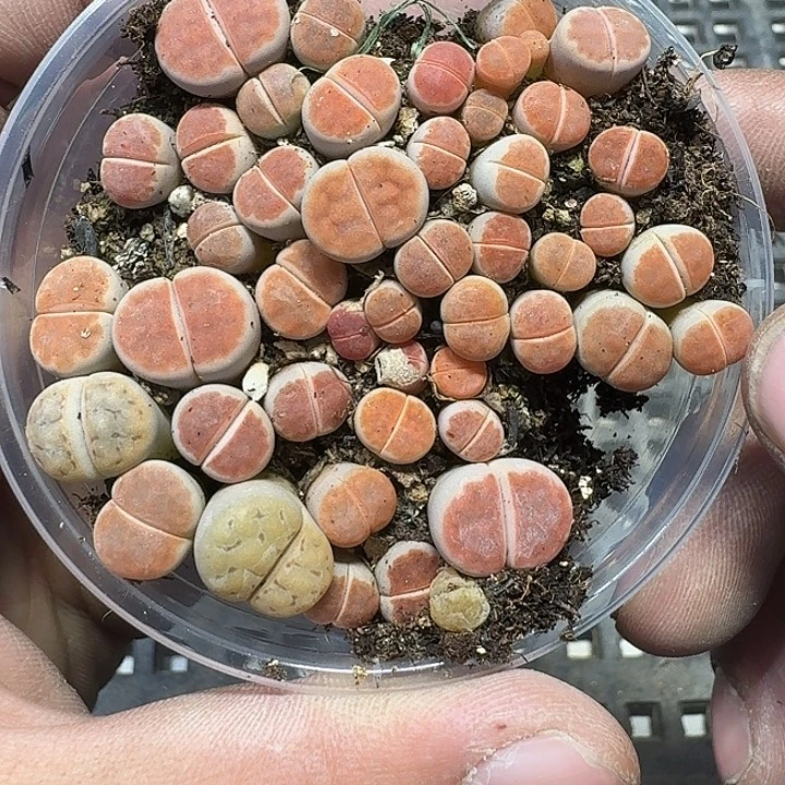 235 多肉植物多肉植物