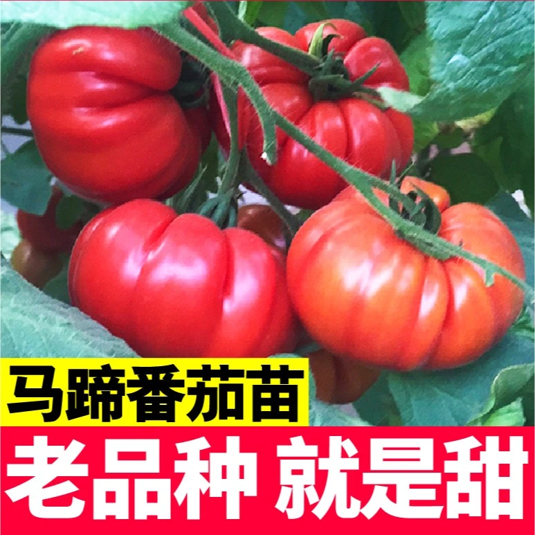 老品种马蹄番茄苗秧丑柿子牛排西红柿种子春秋沙瓤多汁阳台带土球