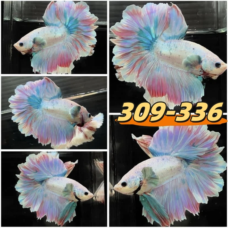 【309-336】直播间精选泰国斗鱼网红婚纱半月鱼宠物观赏鱼简单好养