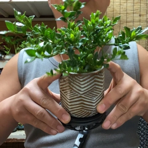 红陶一物一拍所见即所得175