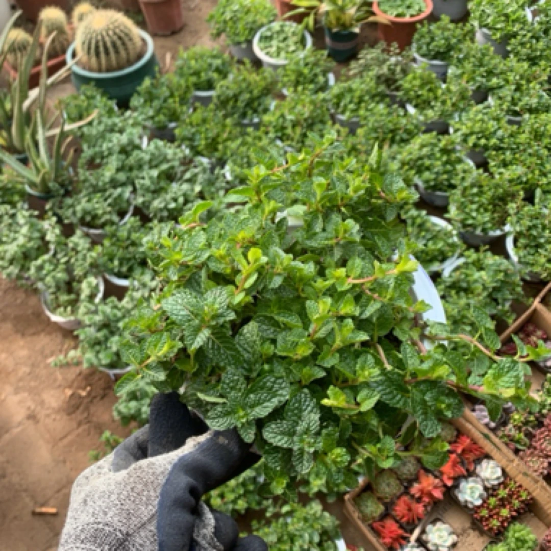 【花仙居基地】可食用薄荷