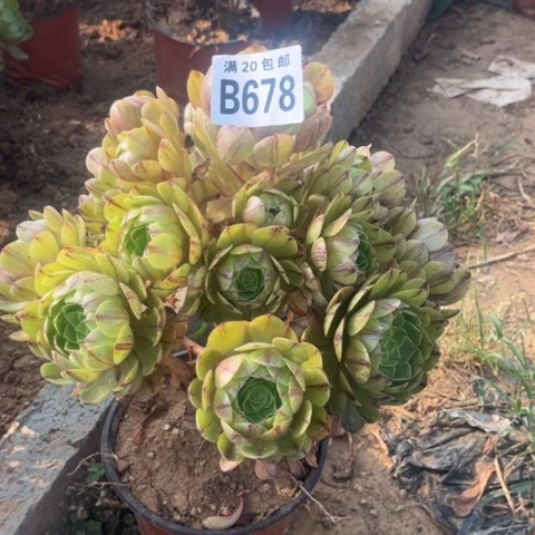 678万拉丝不包断枝