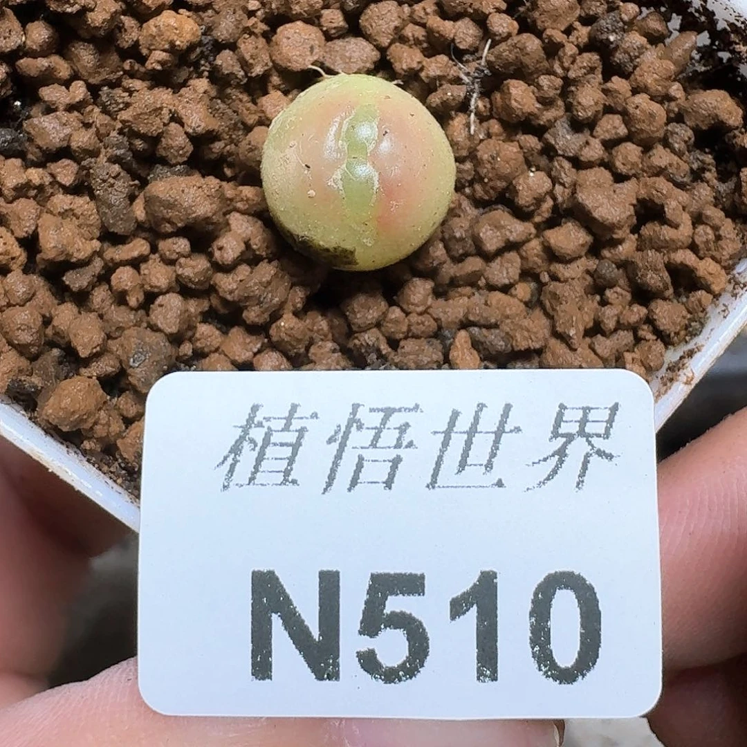 510号的植物哇fv