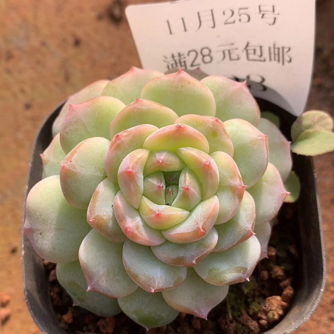 【闪购商品】云693号