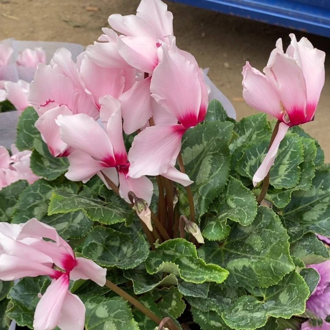 大部分开放少量花苞芳香维多利亚