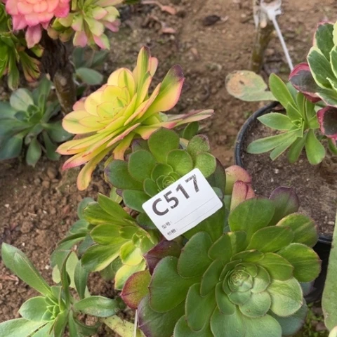 多肉植物万圣节七彩