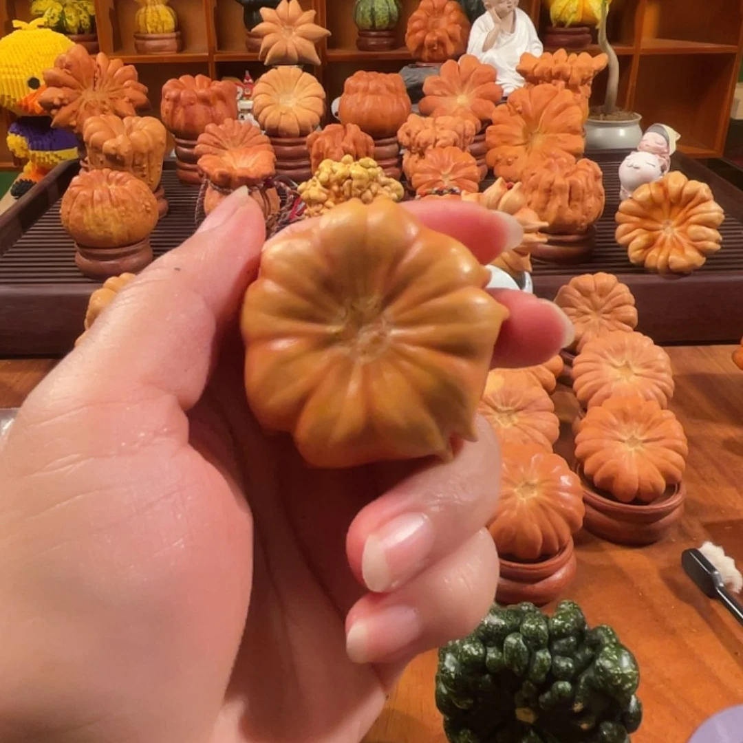 墨西哥葫芦樱花小飞翅