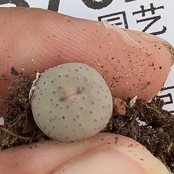A***达702号奶油多肉植物