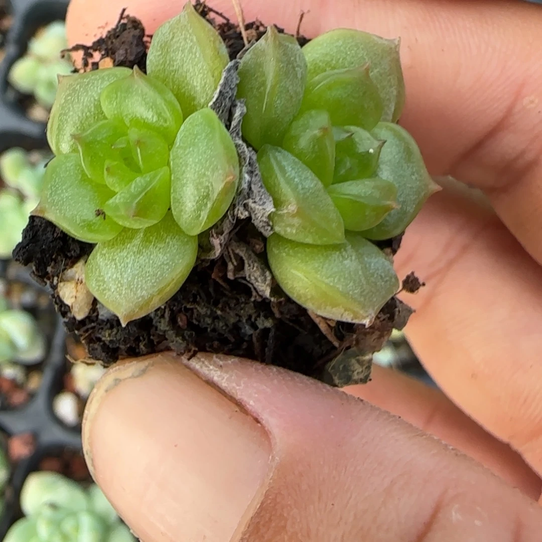 小卡拉米糖心一物一拍9-72