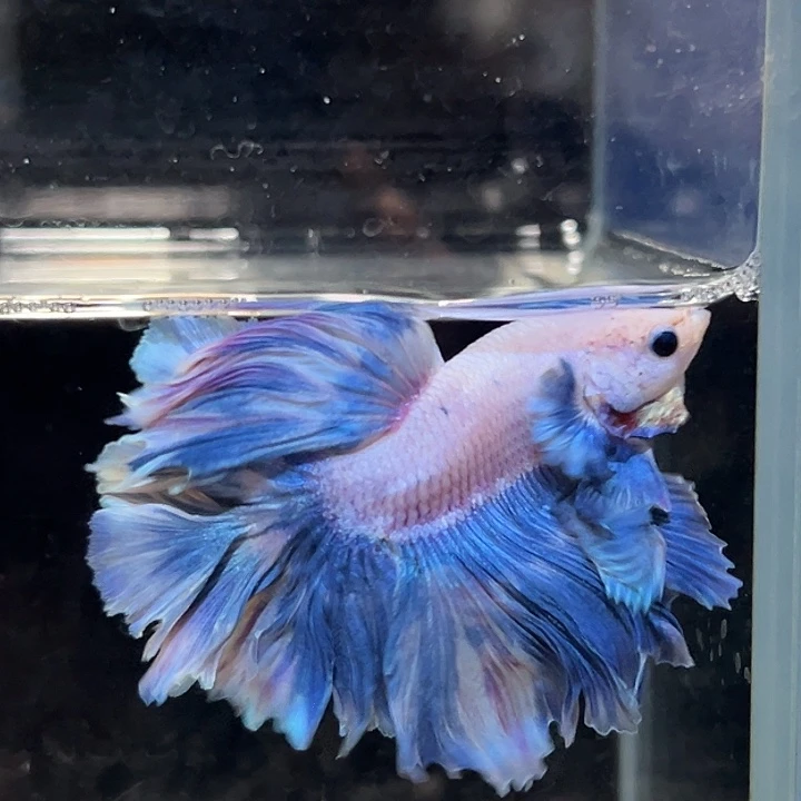 斗鱼26号清货低价，蓝紫色风铃花