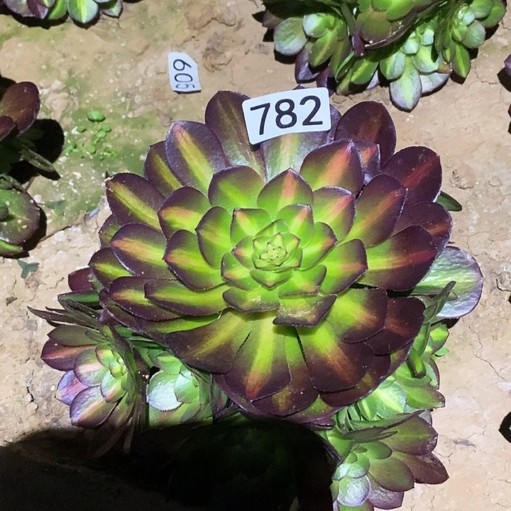 多肉植物法师782抹茶