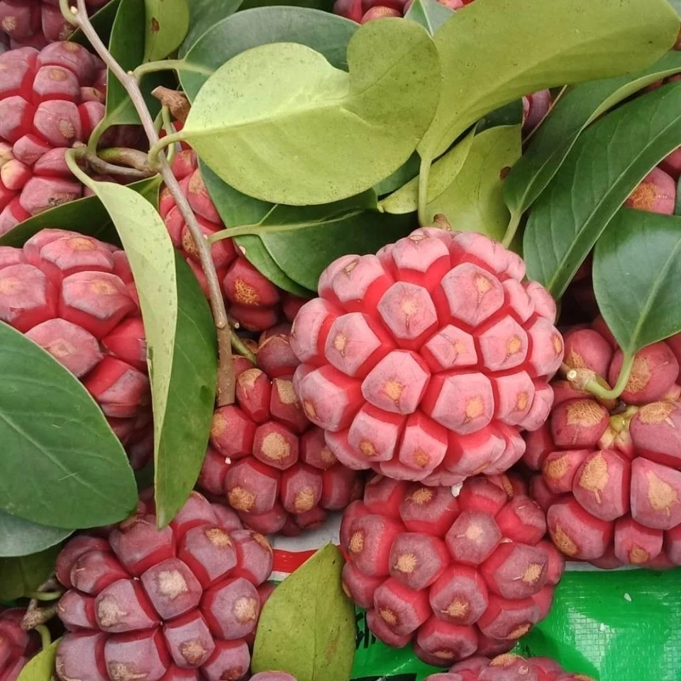 冬季适种 【买一送一】黑.老.虎.嫁接南北方新品种单质氮肥C03商品图