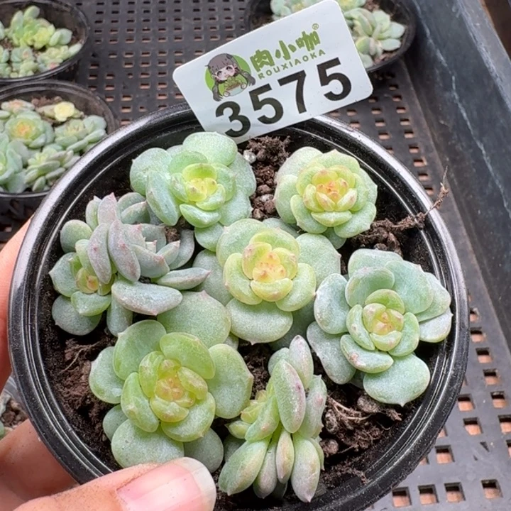 多肉植物多肉植物