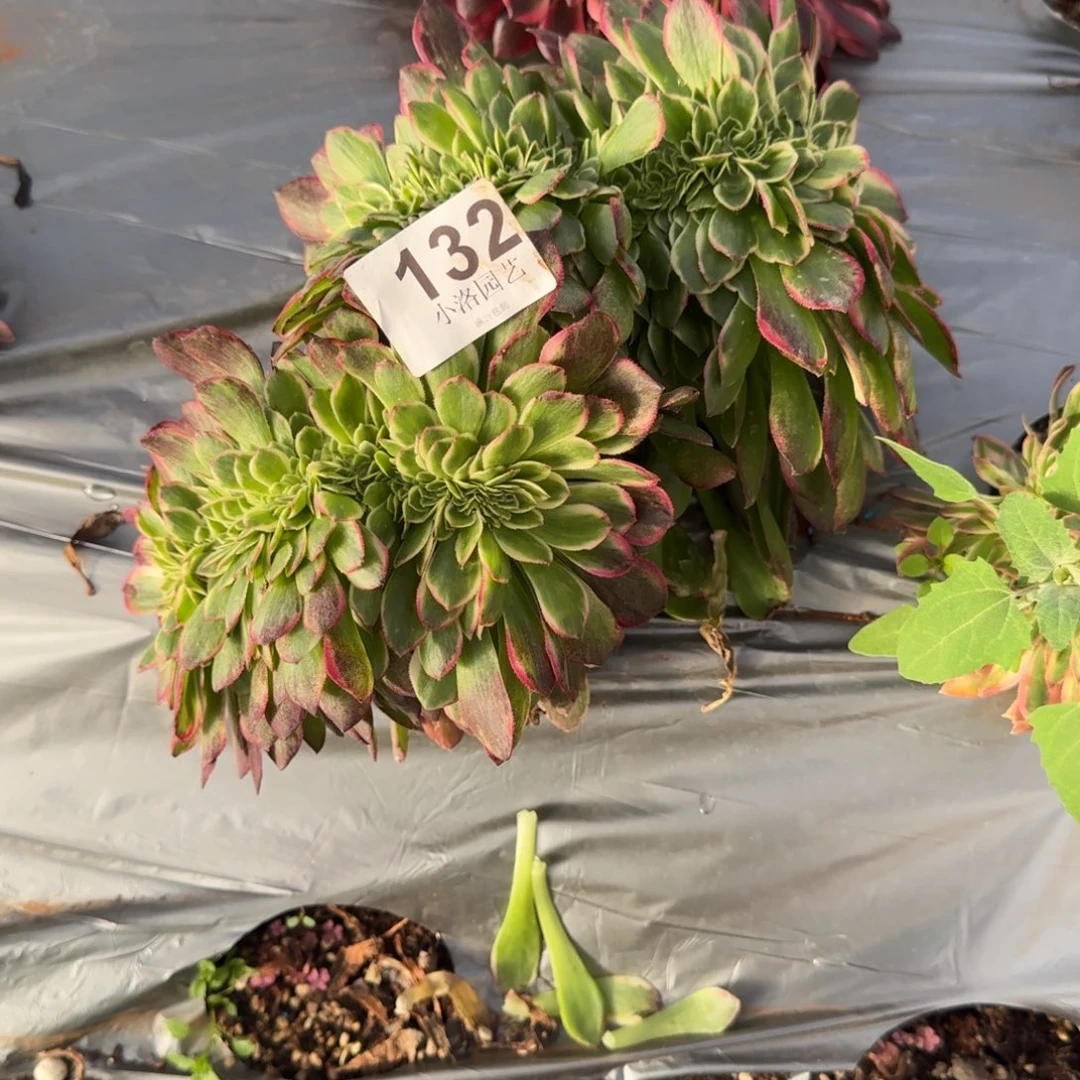 132海王缀化多肉植物满28包邮