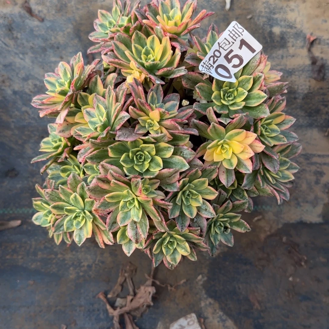 甜茶051满20包邮断枝不包