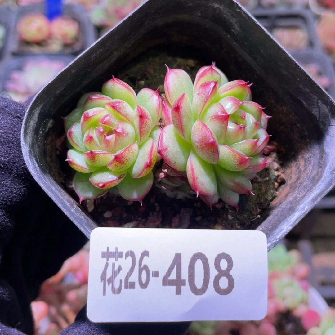 花利美26-408麦秆