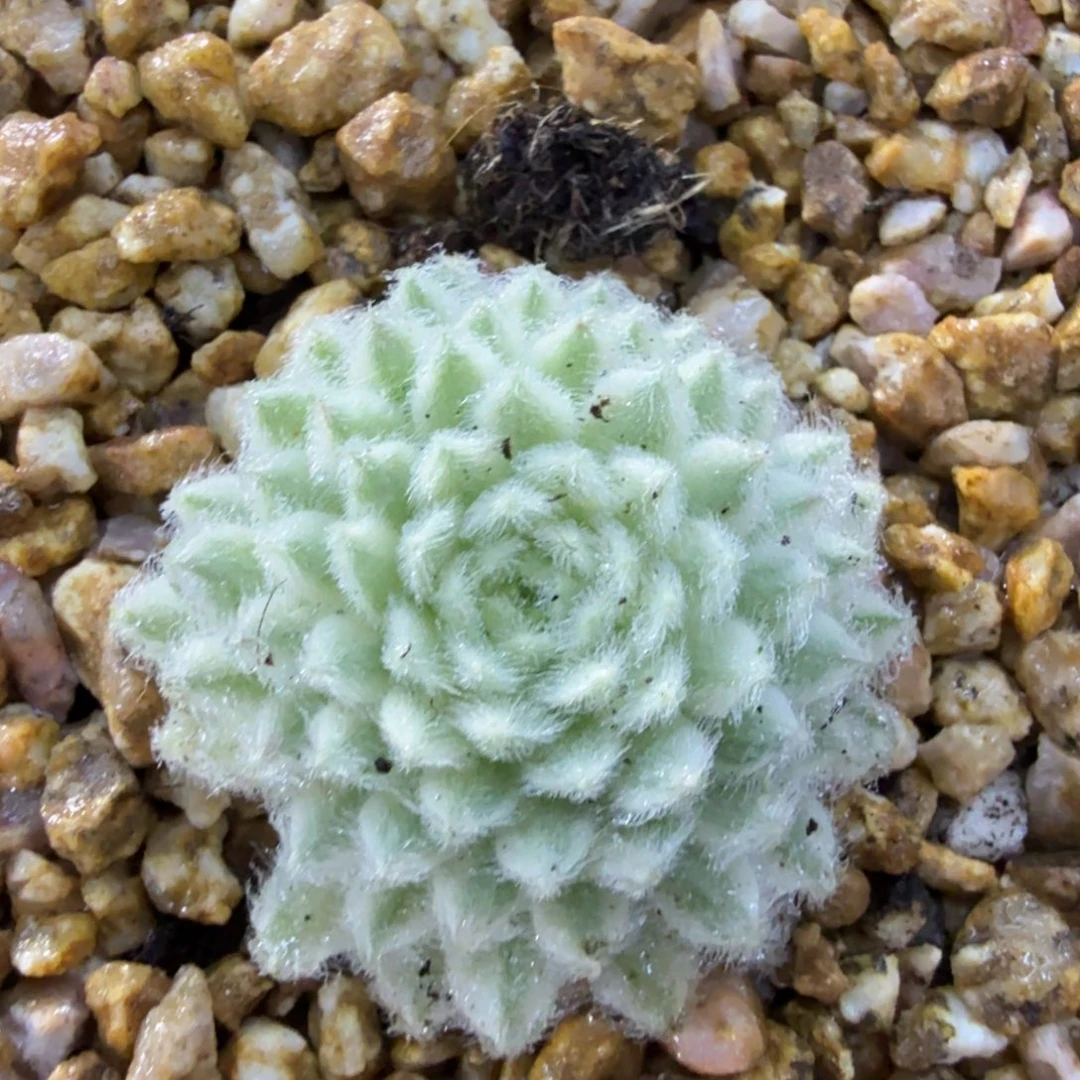 长生草锦，多肉锦多肉