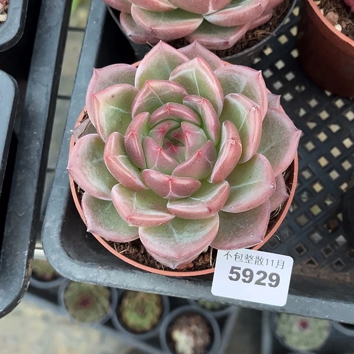 阿雅园艺。        5929Q橙