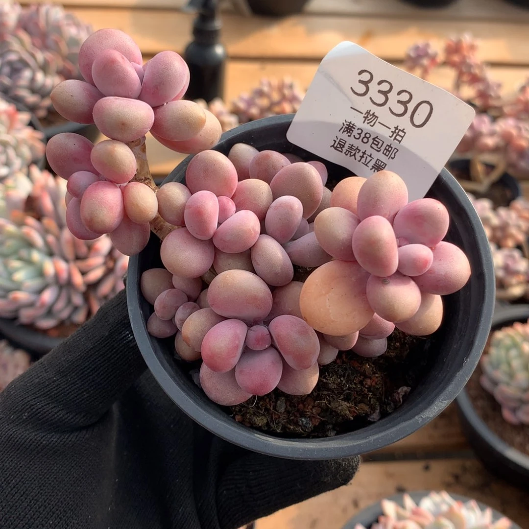 10厘米10头桃蛋3330