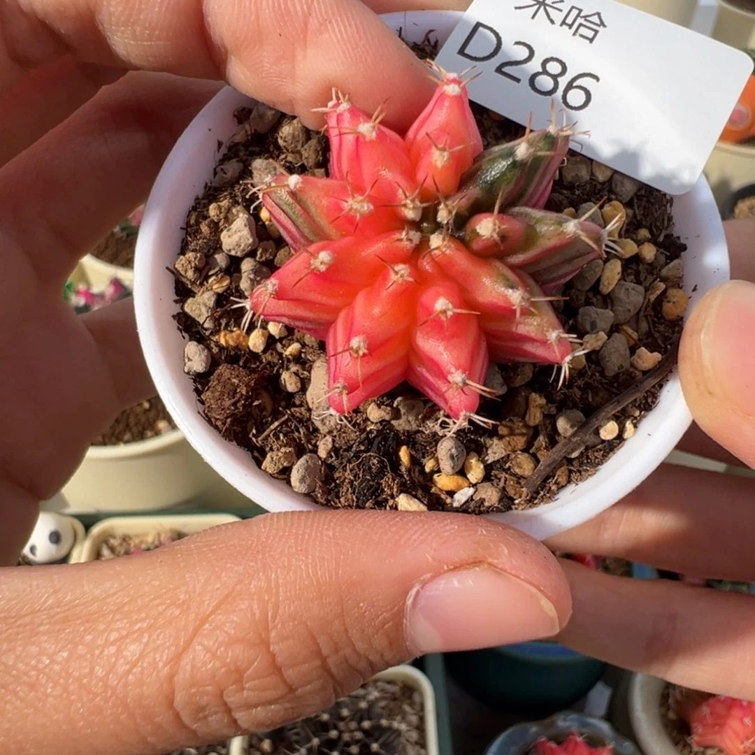 286 好看的米哈冲冲冲