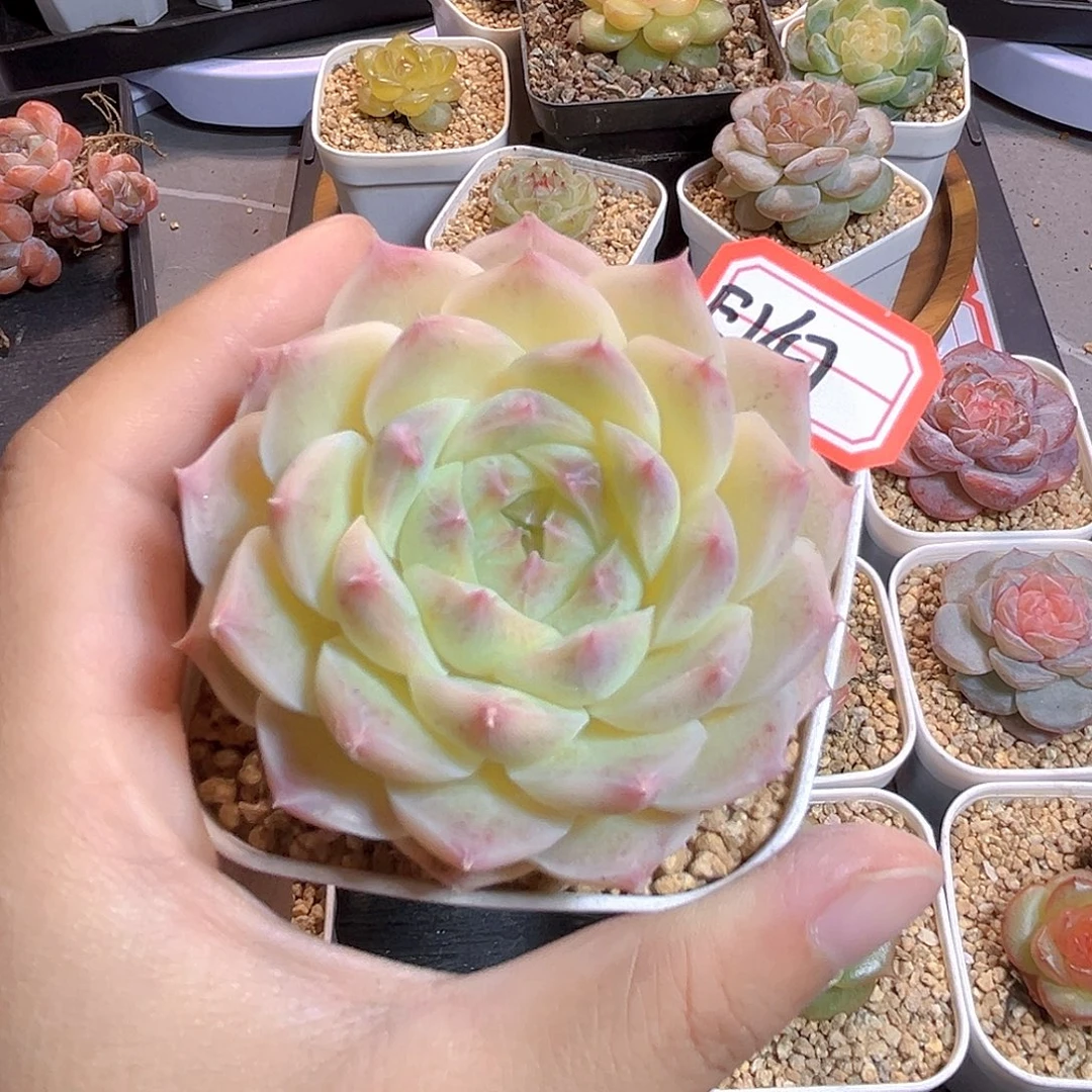 E147 一物一拍 豆奶