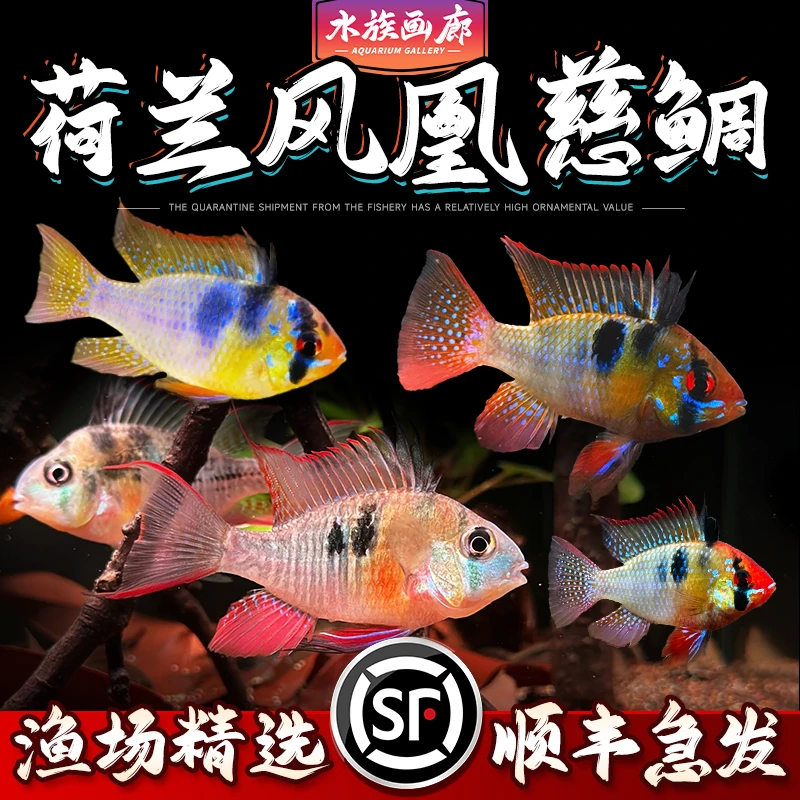 德系凤凰短鲷金蓝波子皮瓦斯红肚凤凰凤凰球短鲷观赏淡水鱼