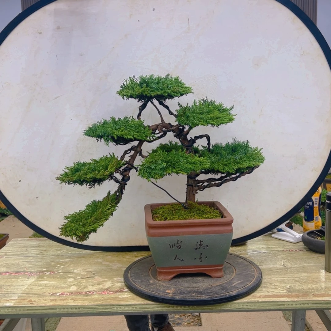 盆景龙爪松造型盆景