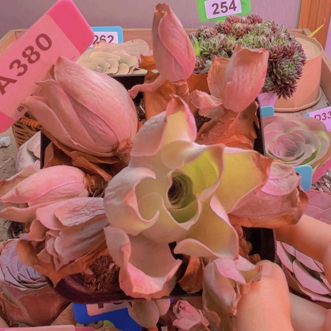 380山地玫瑰粉色