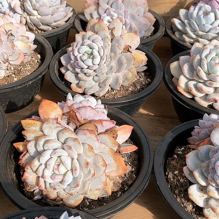 96橙梦露大双头 福利多多