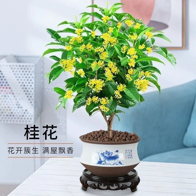 桂花树月月桂开花带香味室内外非常好养庭院花卉客厅盆栽四季植物