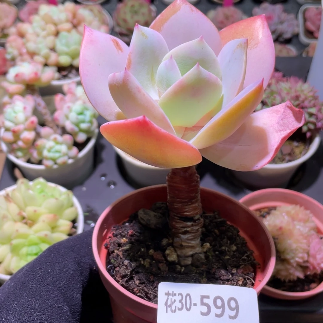 花利美30-599白凤