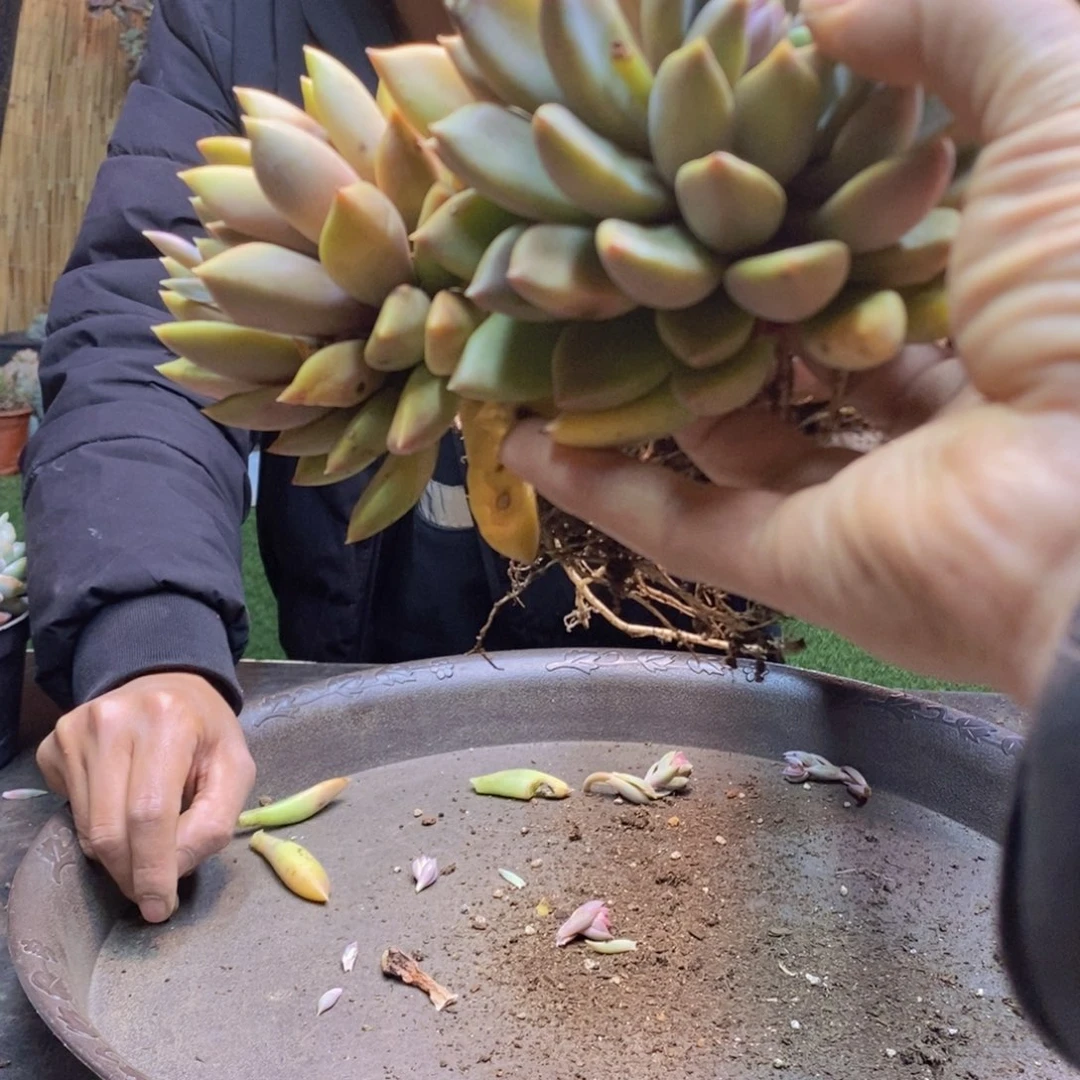 前**事F229号象牙多肉植物
