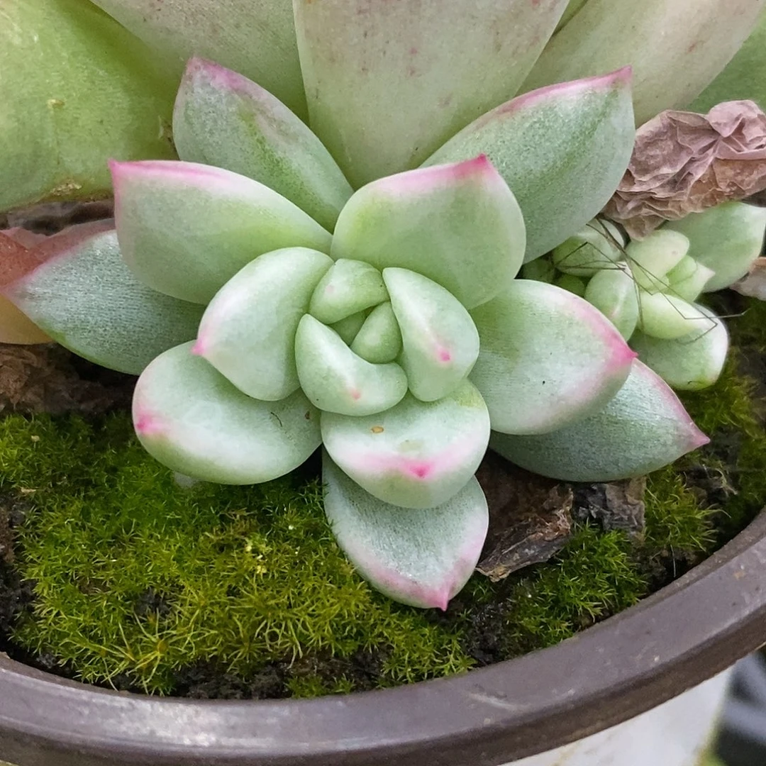 5侧牙哈哈哈哈哈哈看