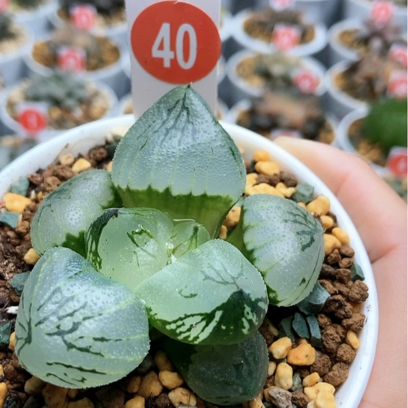 【闪购商品】40杨贵妃