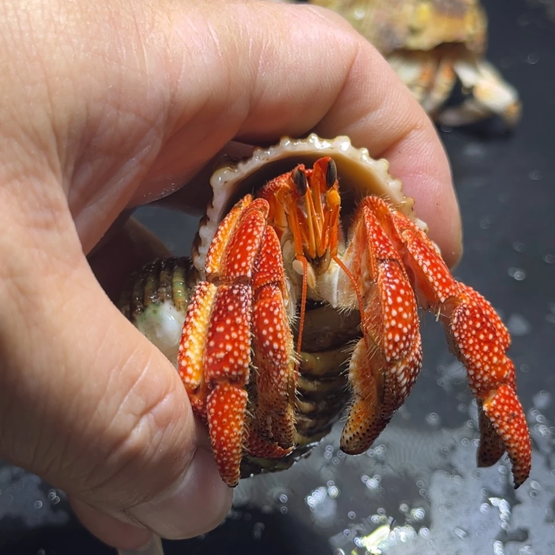 闪12号毛球2.9口径