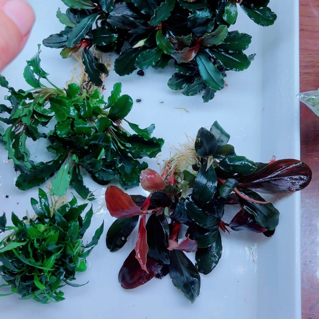 美小呆特惠套餐一份