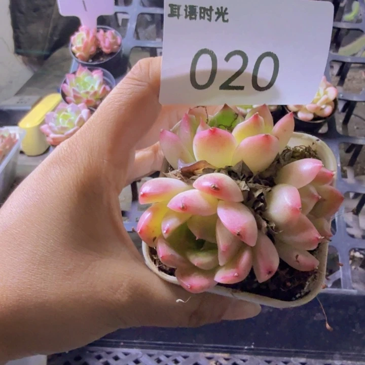 029.qwwwwwwwwwww