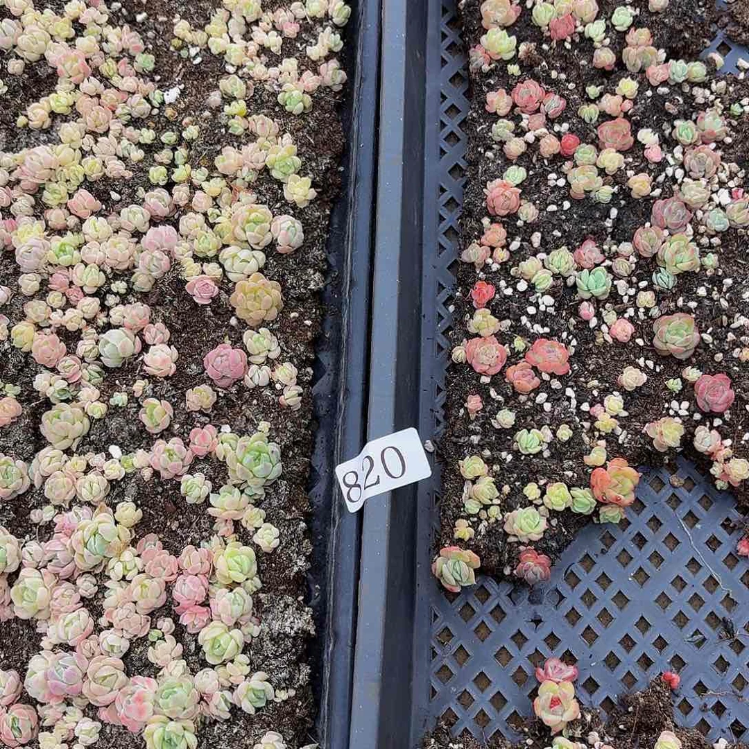多肉植物多肉植物820