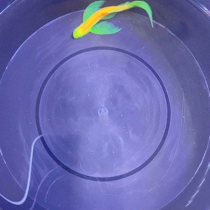 斑马鱼蝶翼斑马龙凤一条