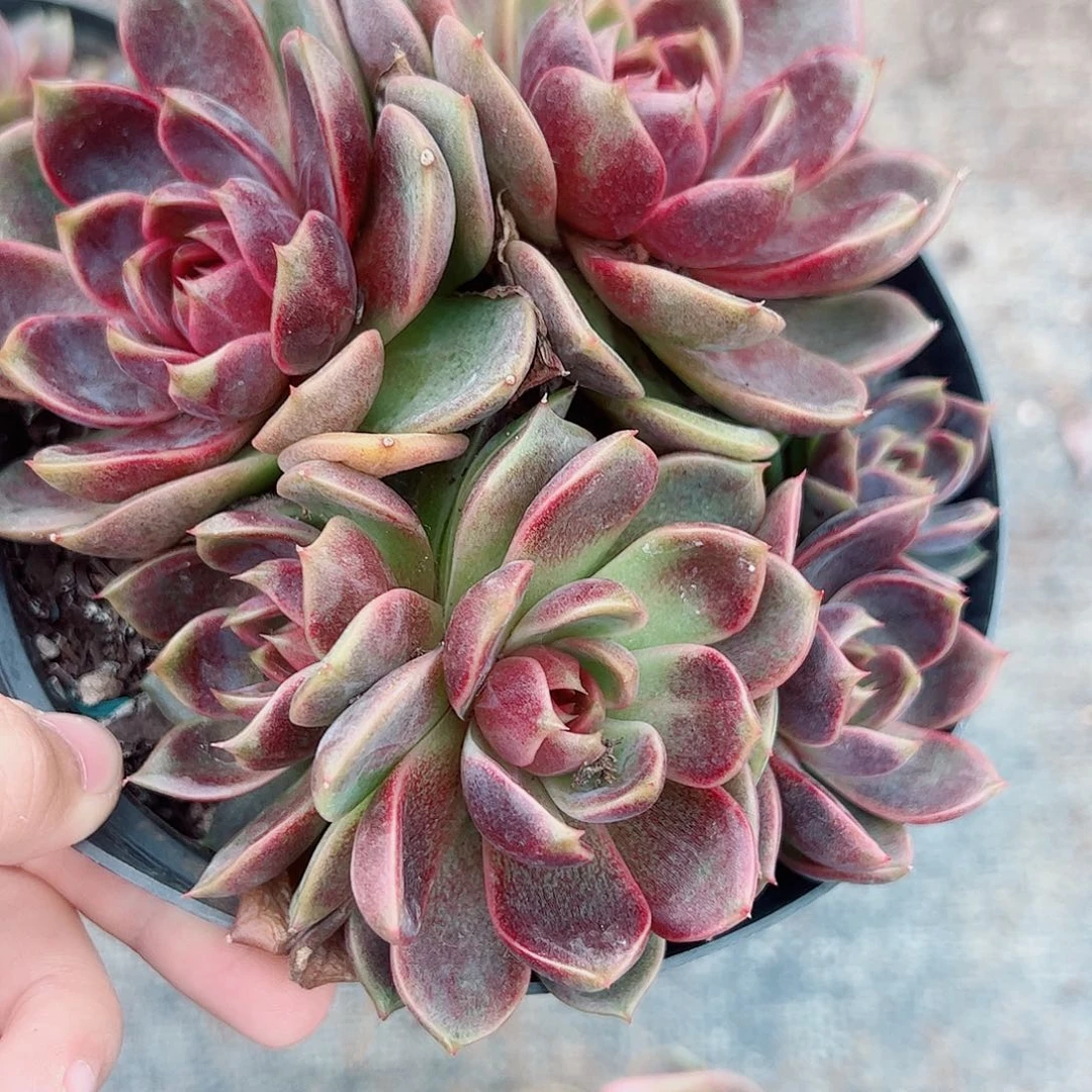 巧克力慕斯多头大盆群精品