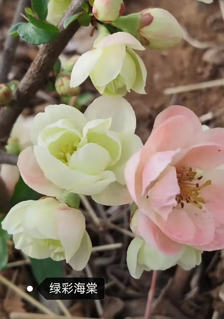 【绿彩海棠两年苗 】当年开花原生海棠盆景耐寒耐热易成活