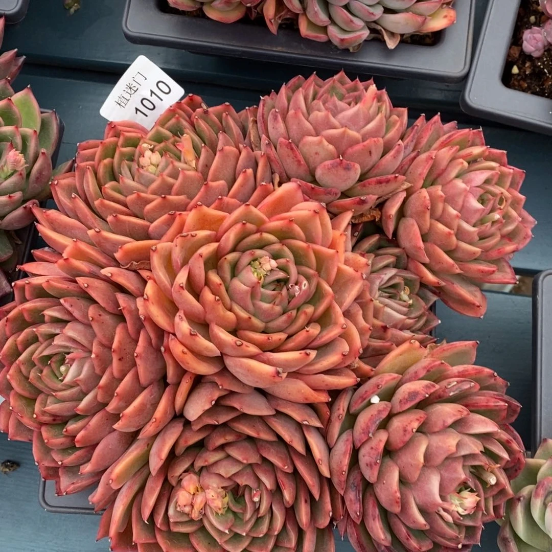 衣*杂交精品多肉1010