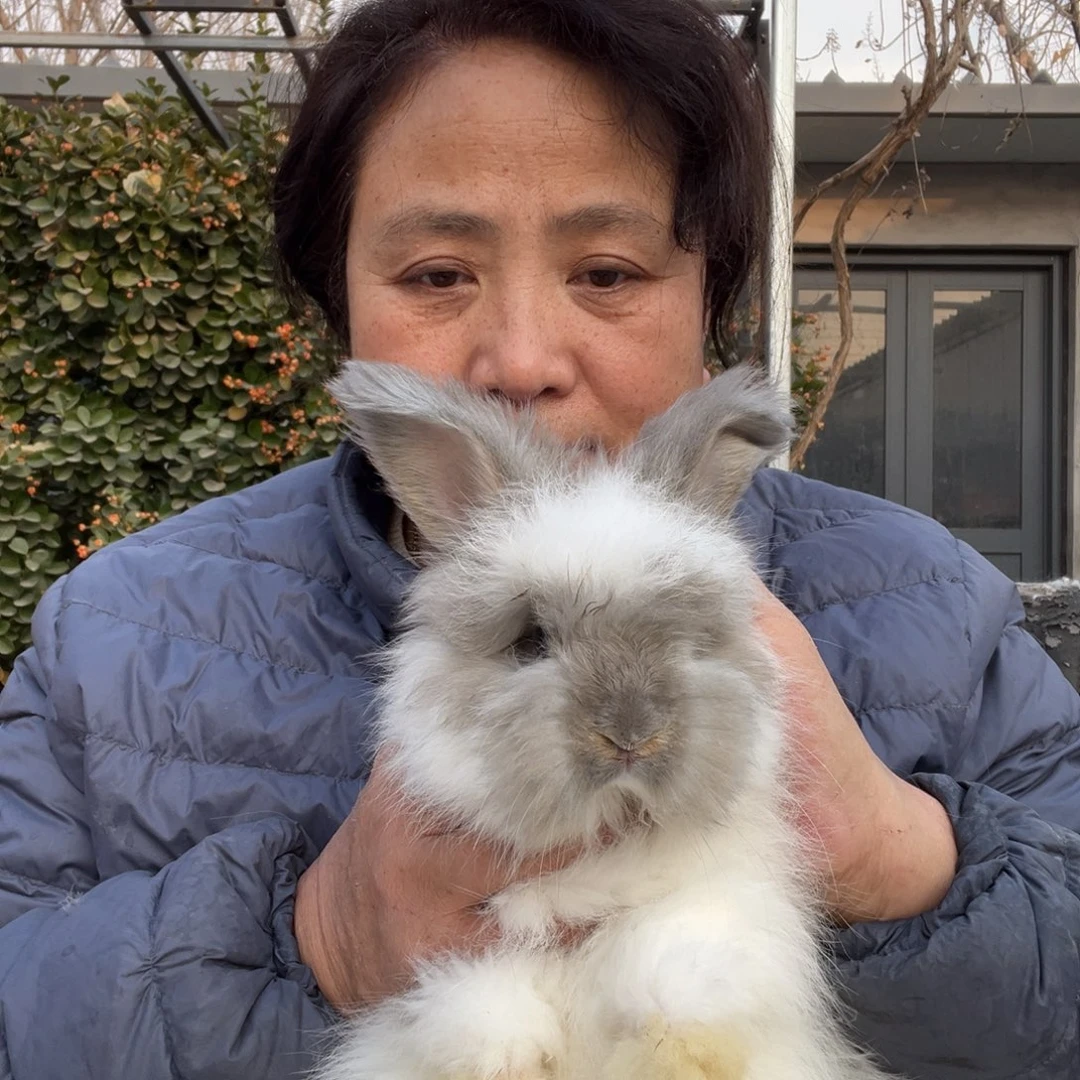 宠物兔英系安哥拉兔