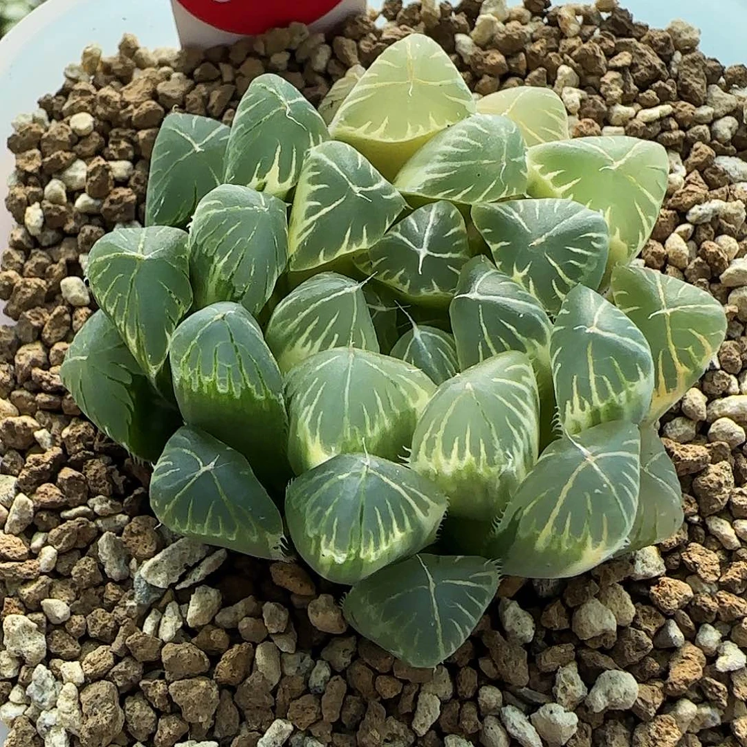 643号糊斑别系玉露锦一物一拍带盆土